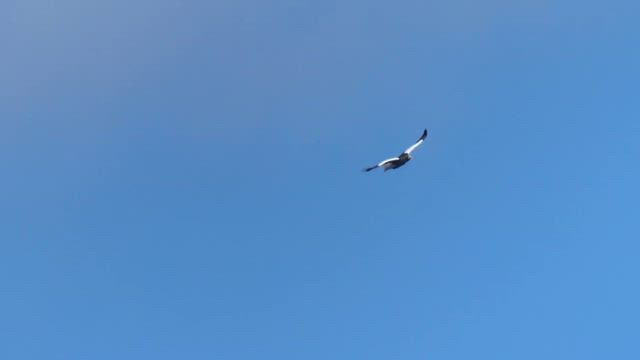 飛翔の記事動画