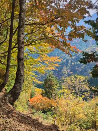 三峯神社 裏参道の記事動画
