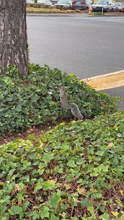 トレジョ新作の記事動画