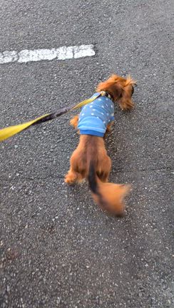 ようちえんDAYの記事動画