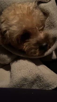 保護犬や保護猫の譲渡条件か高いのはなぜ？の記事動画