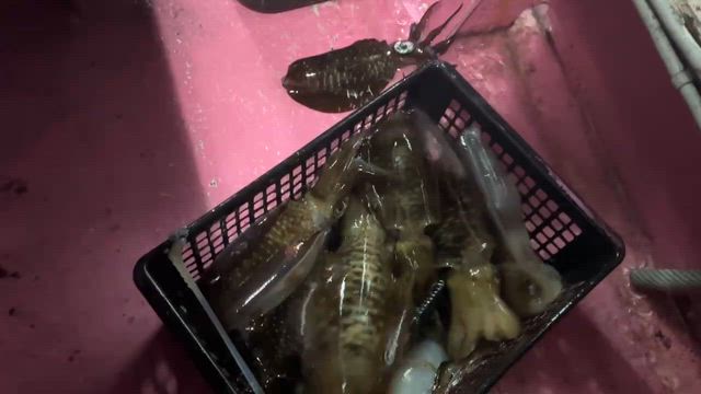 一発丸 鳥取ティップラン (2025/9/23) アオリイカ乱舞！今年2度目のX-dayの記事動画