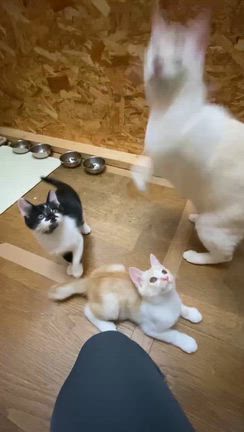 動画一覧｜「よこねこ」