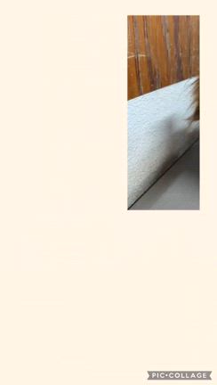 ☆*ﾟ ゜ﾟ*☆チョコちゃん☆*ﾟ ゜ﾟ*☆の記事動画