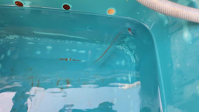 明日は！の記事動画