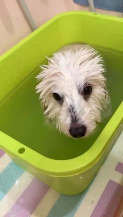 アクアゼオ温浴中のチーズくんの記事動画