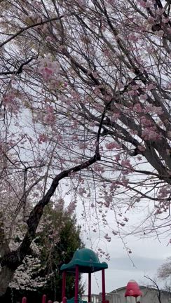 4月になりました…もう１週間が過ぎてしまいました…の記事動画