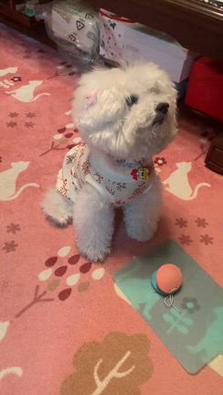 打楽器奏者？を目指して／お勉強が終わったらの記事動画