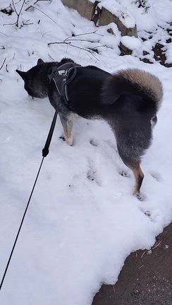 雪が降りました♪の記事動画