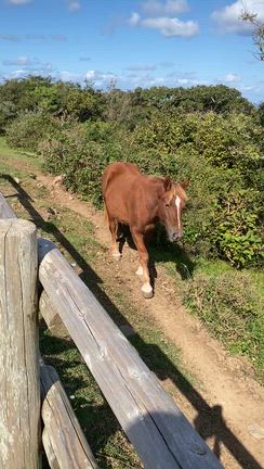 隠岐の島の魅力の記事動画