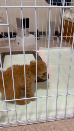 りんぐうちの子記念日の記事動画