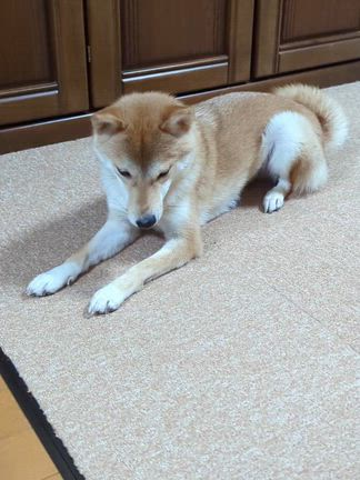 モーションフォトって便利の記事動画