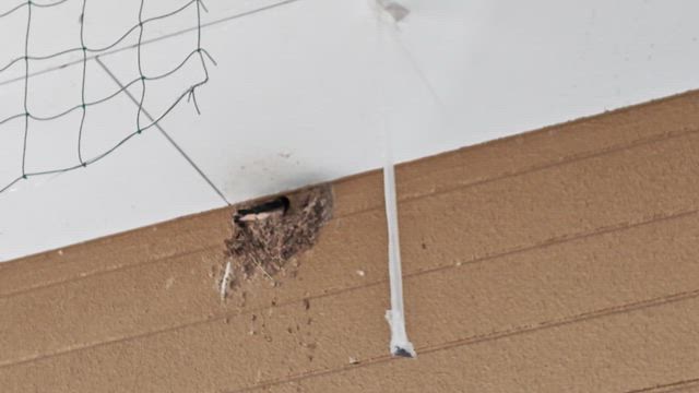 飴オジサン☆の記事動画