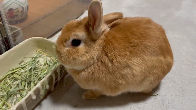 新しい牧草の記事動画