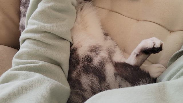 またしてもの記事動画