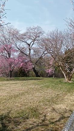 クレソンのロールケーキの記事動画