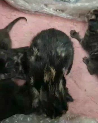 ころん便り ご寄付 ・ご支援のお礼(4/13～4/19)の記事動画