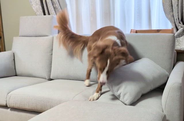 新しいソファが届いた〜想定内の犬の行動と月見ちゃん〜の記事動画