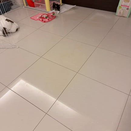 生まれ変わったルルが…の記事動画