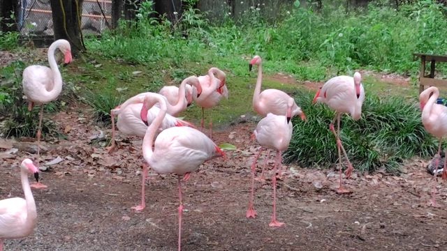 散歩の記事動画