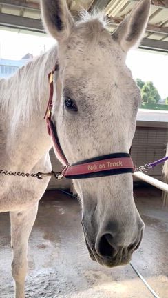 大好きな馬シルクエスケープのことの記事動画