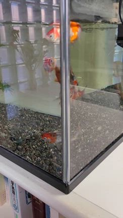 「日曜礼拝」と「家事・裏技ベスト20」＜家事やろう＞よりの記事動画