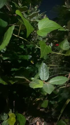 偲びながら散歩の記事動画