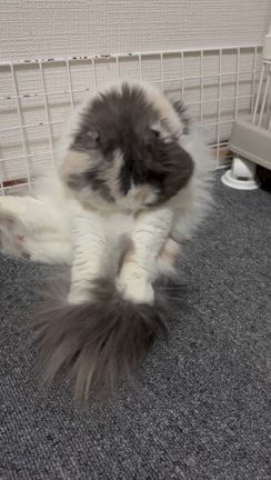 うさぎと猫と猫と。の記事動画