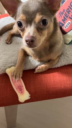 ガーリ　ガーリ　ガーリ　ガーリなんの音？の記事動画