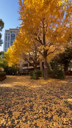 銀杏並木とレインボーブリッジの記事動画