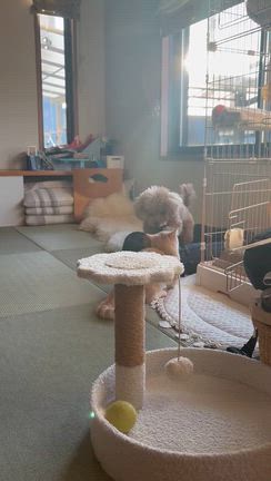 記録の記事動画