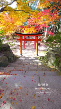 【九州 福岡】素晴らしかった竈門神社の紅葉の記事動画
