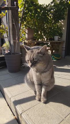 【里親募集】不妊手術済みの地域猫グレーちゃん❤️の記事動画