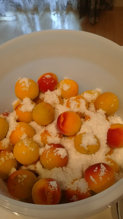 2021年６月梅仕事２０キロさばきましたの記事動画