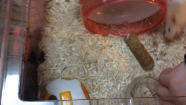 バファリン政宗VSコオロギの記事動画