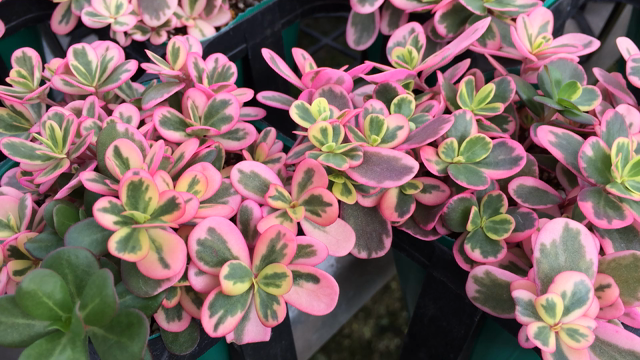 秋だしショッキングピンクのポーチュラカ‼️の記事動画