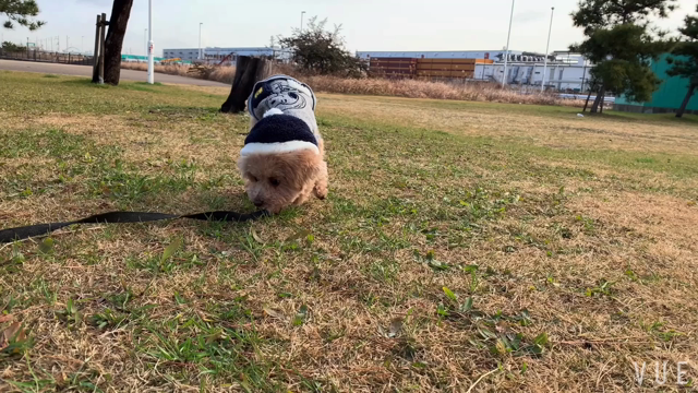 ドッグラン動画vol.1921の記事動画