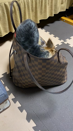 レオのお気に入りの記事動画