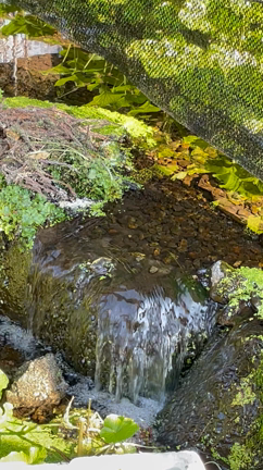 佳い兆しの記事動画