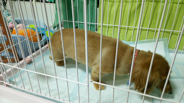 メイちゃんの椎間板ヘルニア❸の記事動画