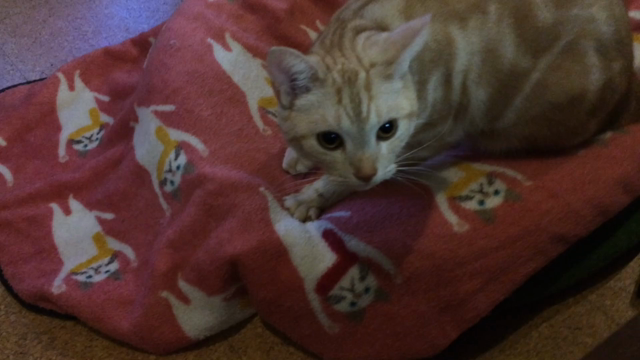 ふみふみ 動画の記事動画