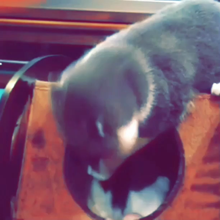 にゃんごろの記事動画