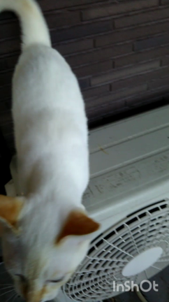 ぴょん吉っつぁんのﾆｬｱﾆｬｱ鳴きの記事動画