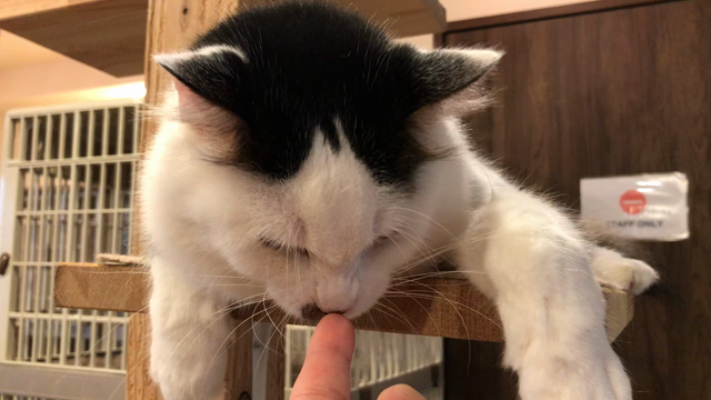 小っちゃいおっさん、タロウさん(笑)の記事動画