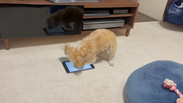 11日目　ぱせりのタイピング練習の記事動画