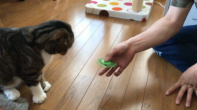 ハンドスピナーとにゃんこ…の記事動画