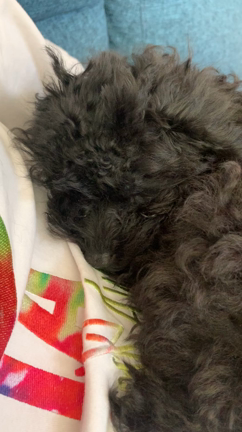 頭文字Aブログ～第十一話～  犬を飼い始めて起こった良い変化の記事動画