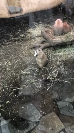 Pua Sakuraの記事動画