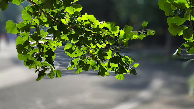 YouTube鯨井康雄チャンネル写真館出演新藤まなみの記事動画