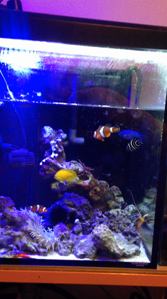 アカハタ飼育とシライトイソギンチャクとフェラメ仕立ての記事動画